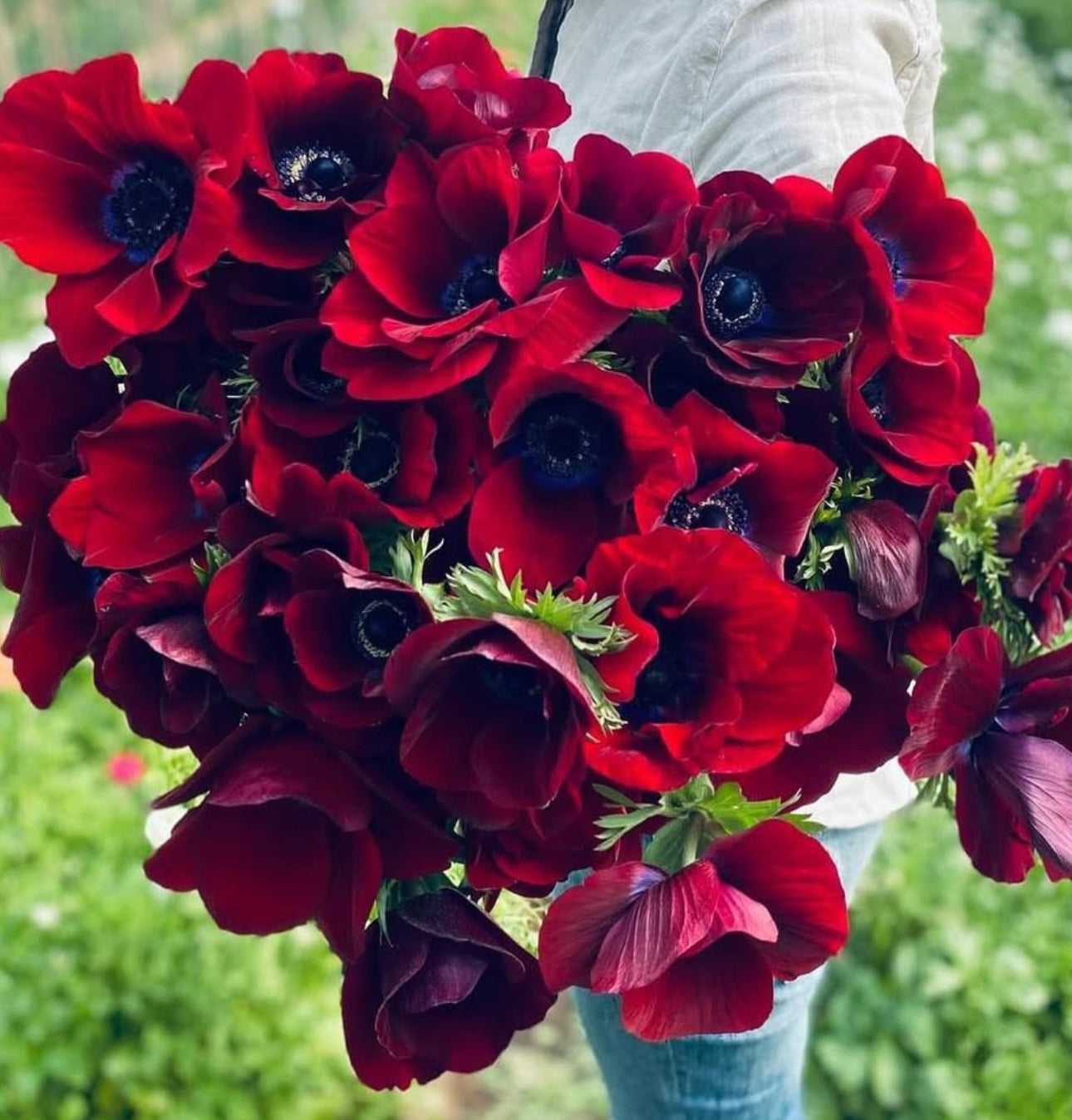 Red Anemones (10 corms)