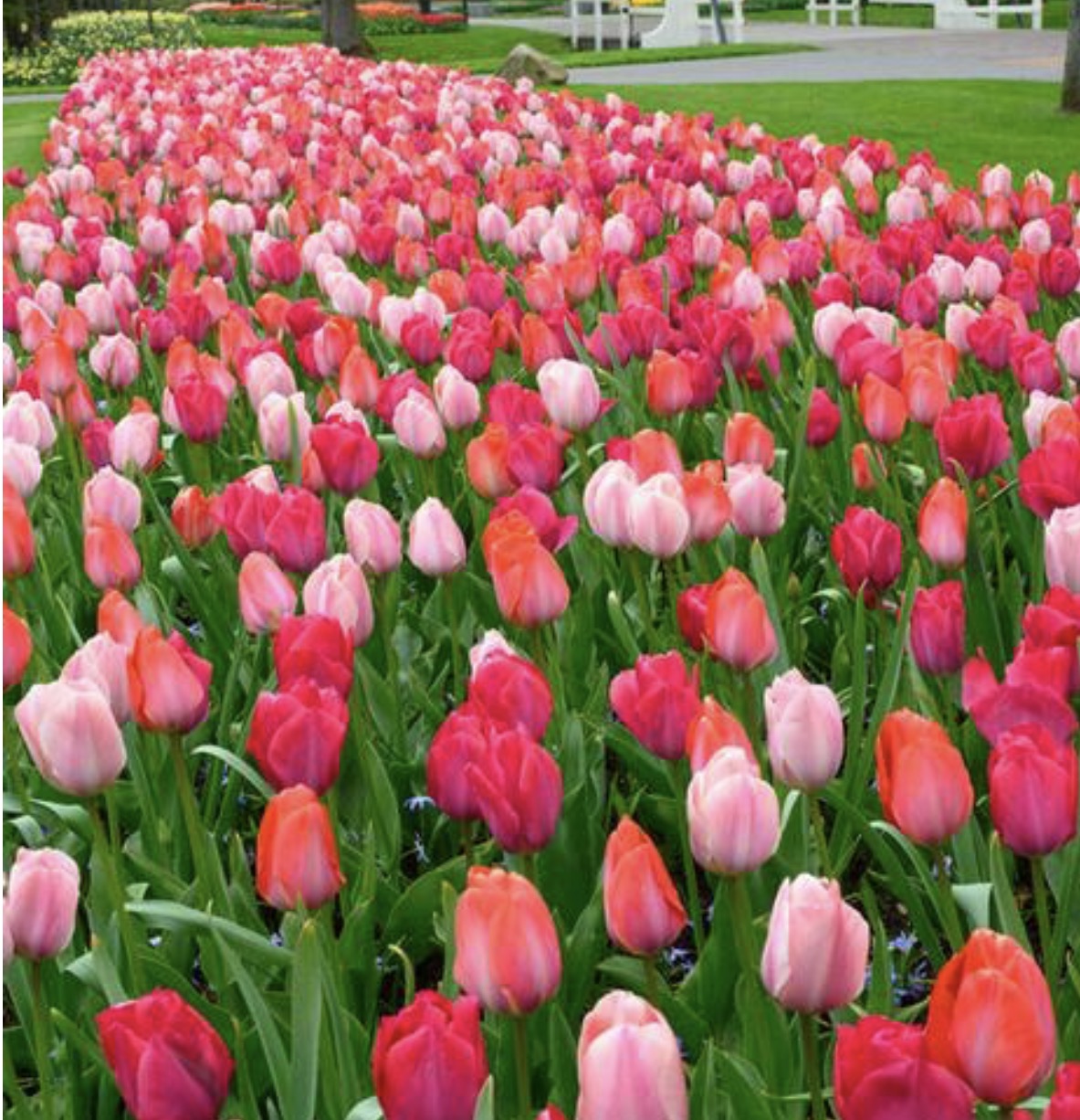 Mixed bundle Darwin Hybrid tulips (25 bulbs)