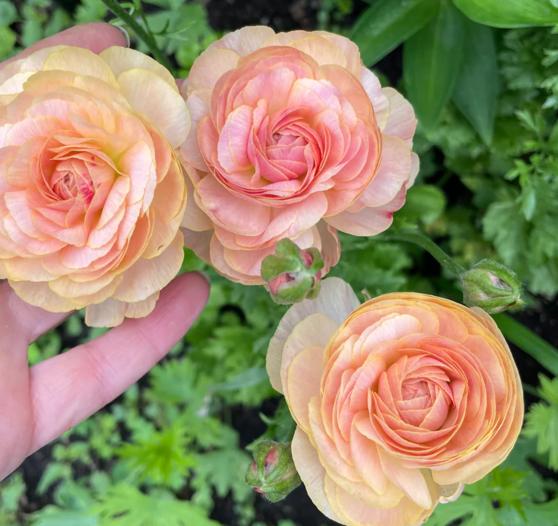 Ranunculus - Romance Nohant (5 corms)