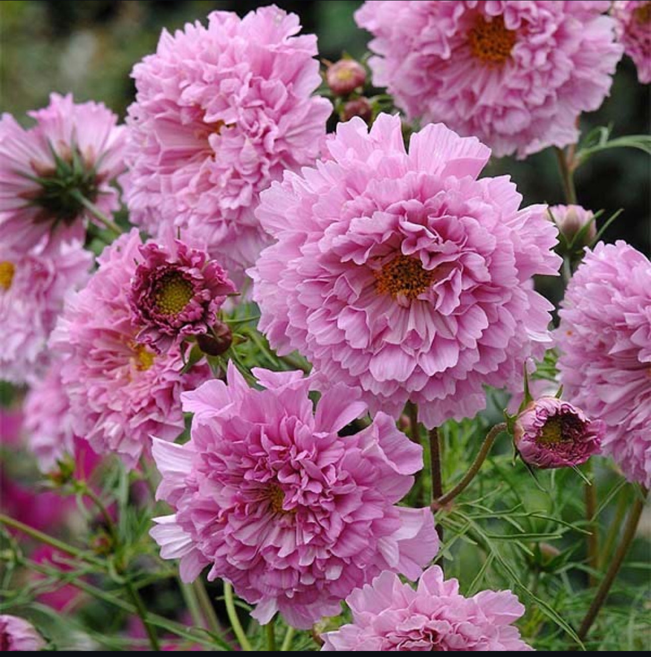 Cosmos - double click pink (6 seedlings)
