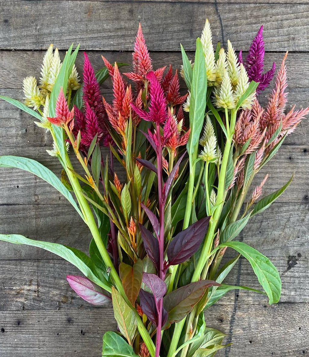 Celosia - Celway mix (6 seedlings)