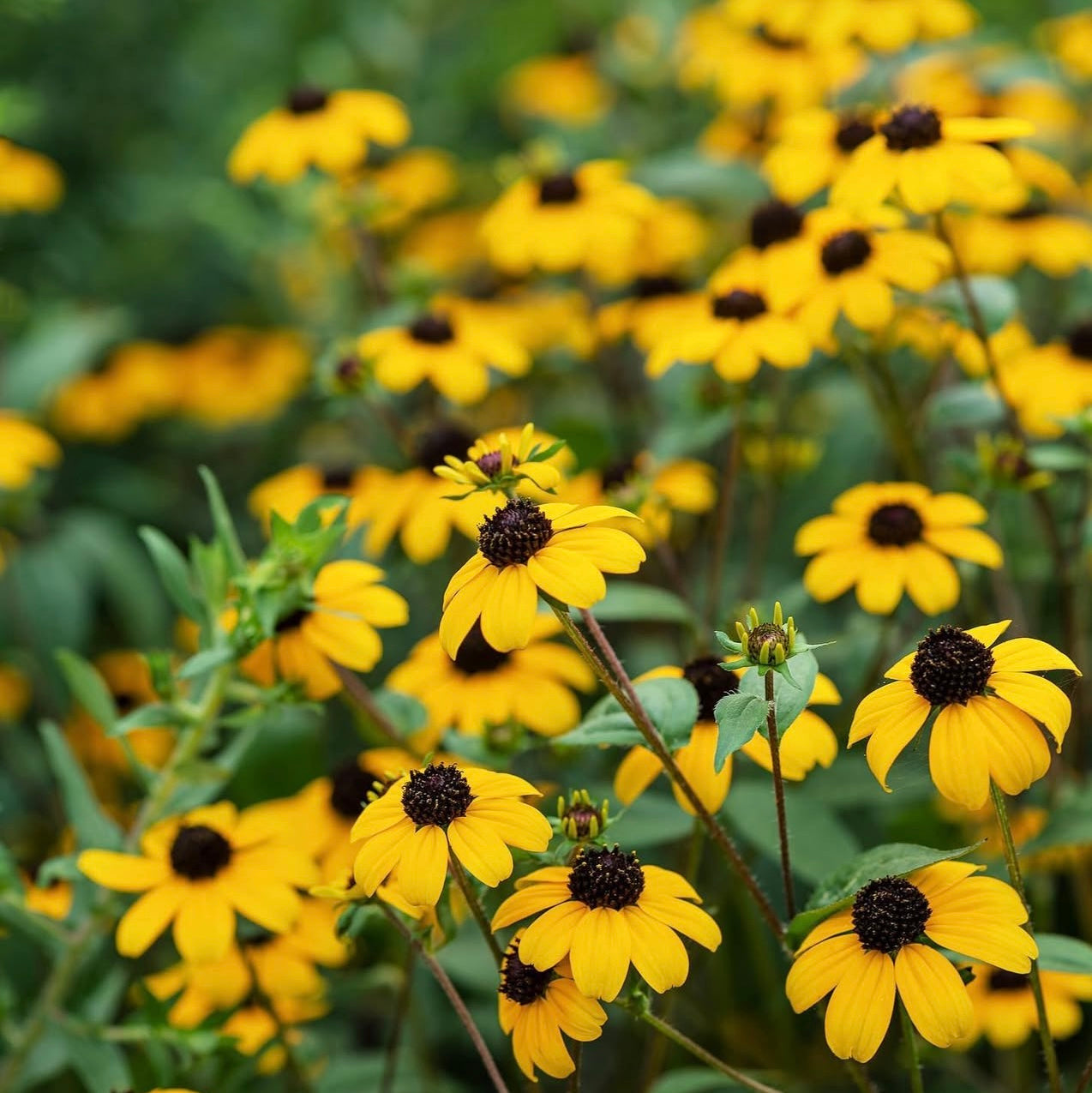 Rudbeckia - Triloba (6)