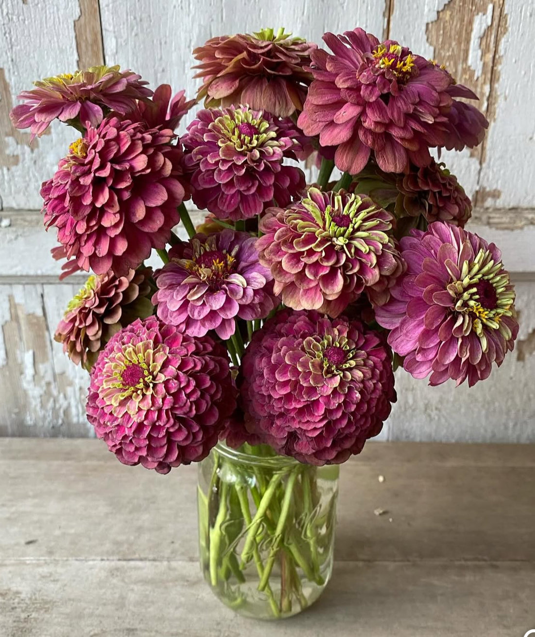 Zinnia seedlings - Queeny Lime Red (6 seedlings)