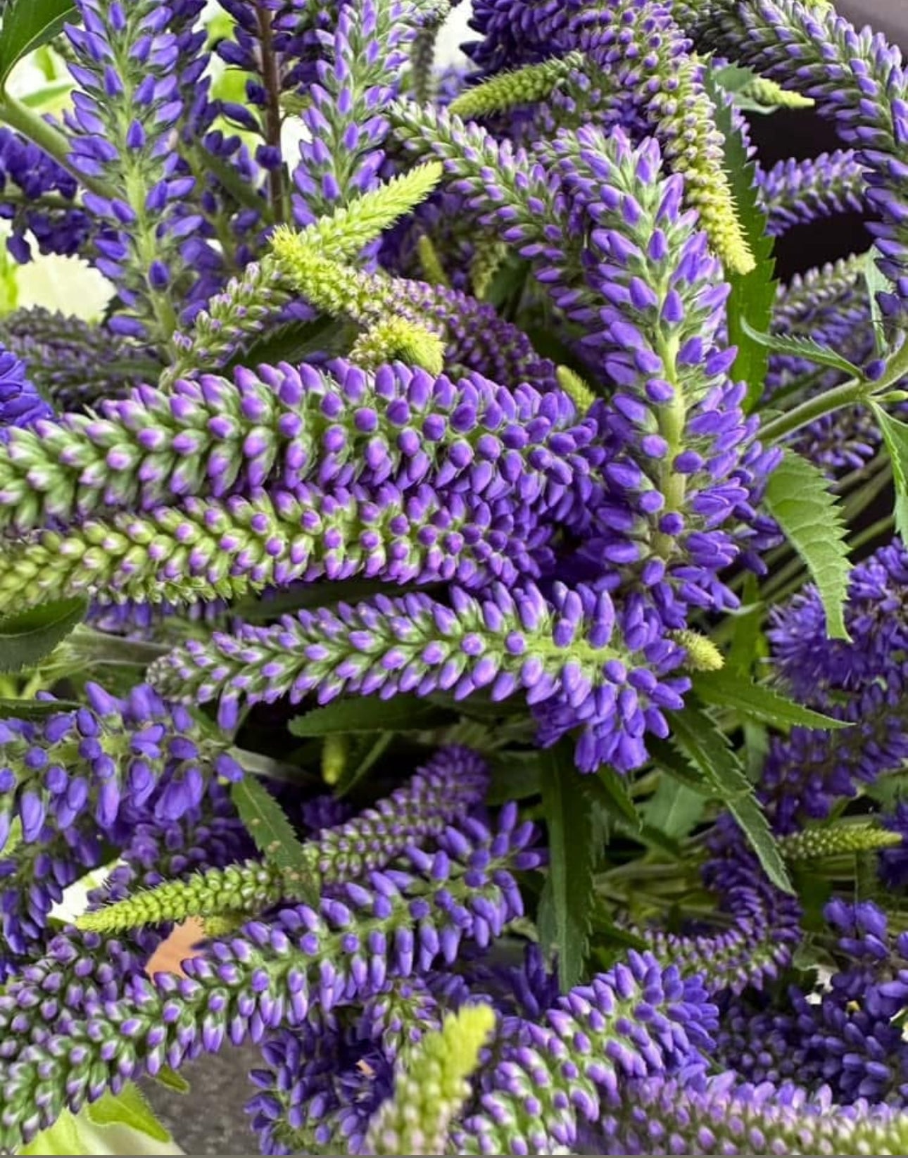 Veronica seedlings - blue (4)