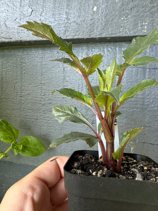 Mystery Dahlia Cutting
