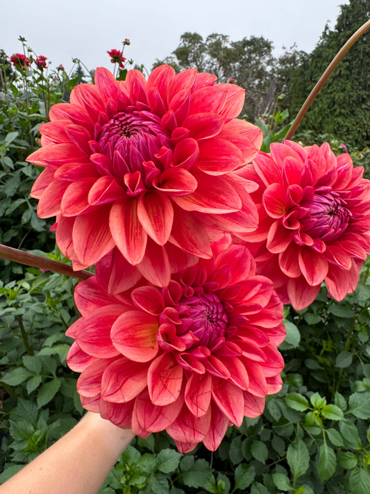 All That Jazz Dahlia Cutting