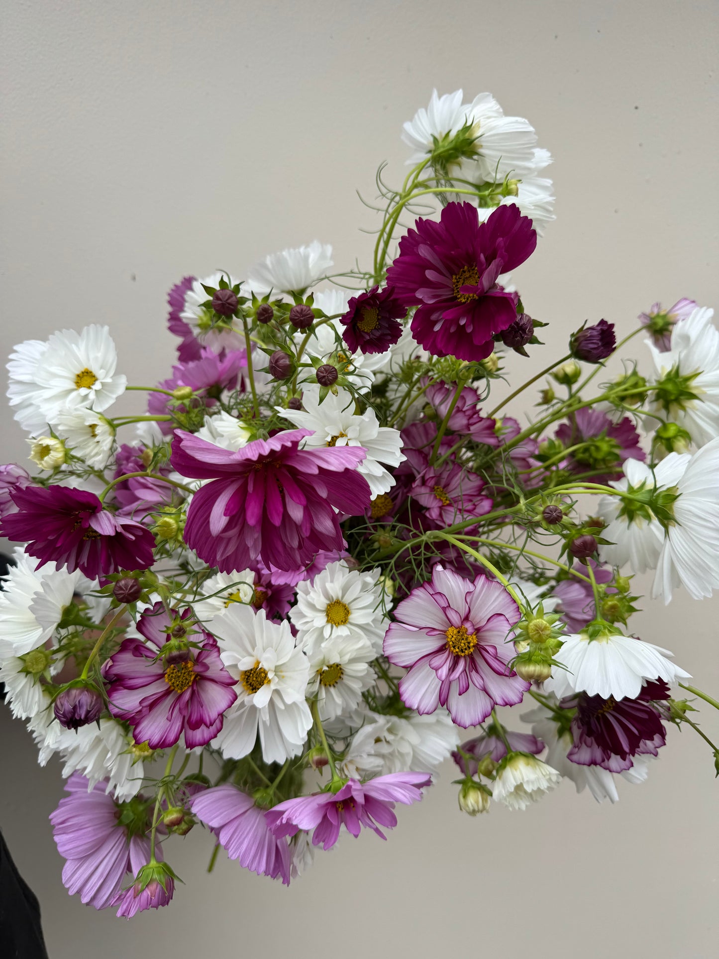 Cosmos - fizzy mix (6 seedlings)