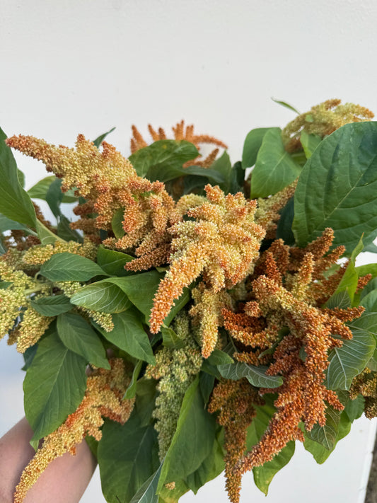 Amaranth seedlings - bronze (6 seedlings)