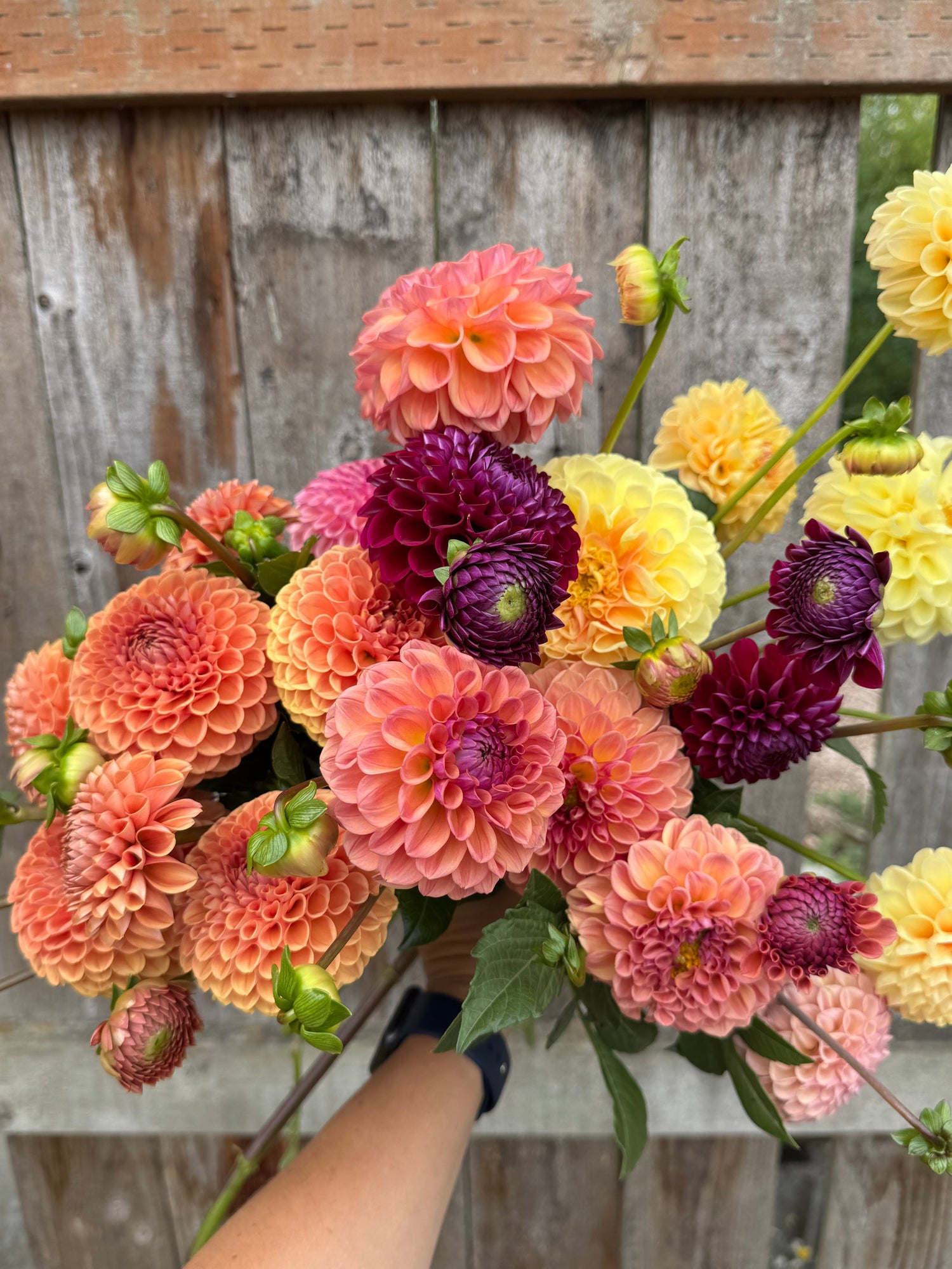 Bouquet of colorful dahlias held by a person against a wooden background