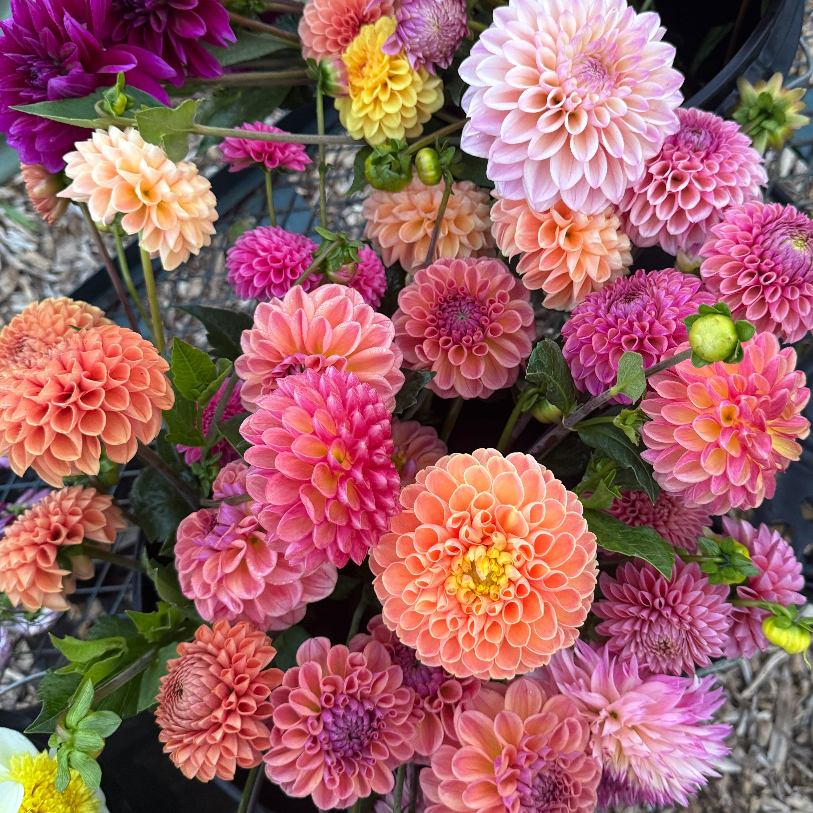 Bucket of colorful dahlias including pink, purple, and orange in a garden setting.