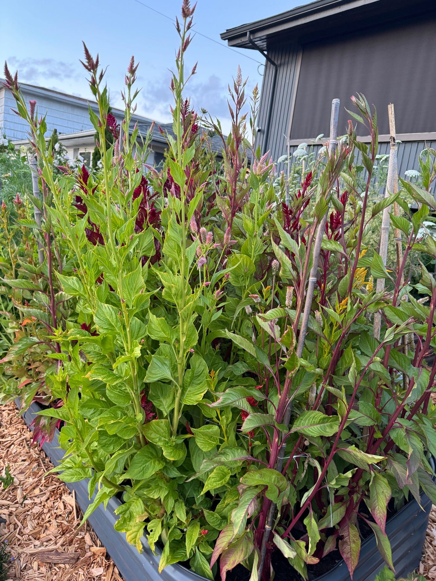 Celosia - Celway mix (6 seedlings)