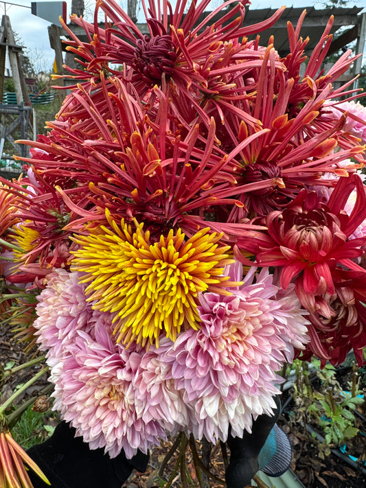 Chrysanthemums (3 rooted cuttings)