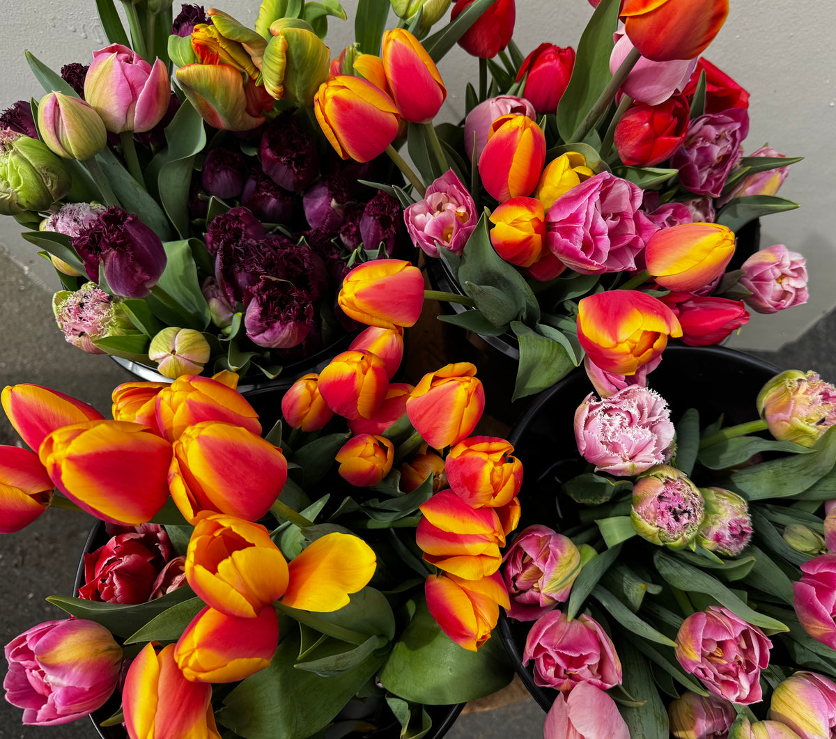 A dense arrangement of colorful tulips in black pots, featuring red, yellow, orange, and pink blooms with green foliage.