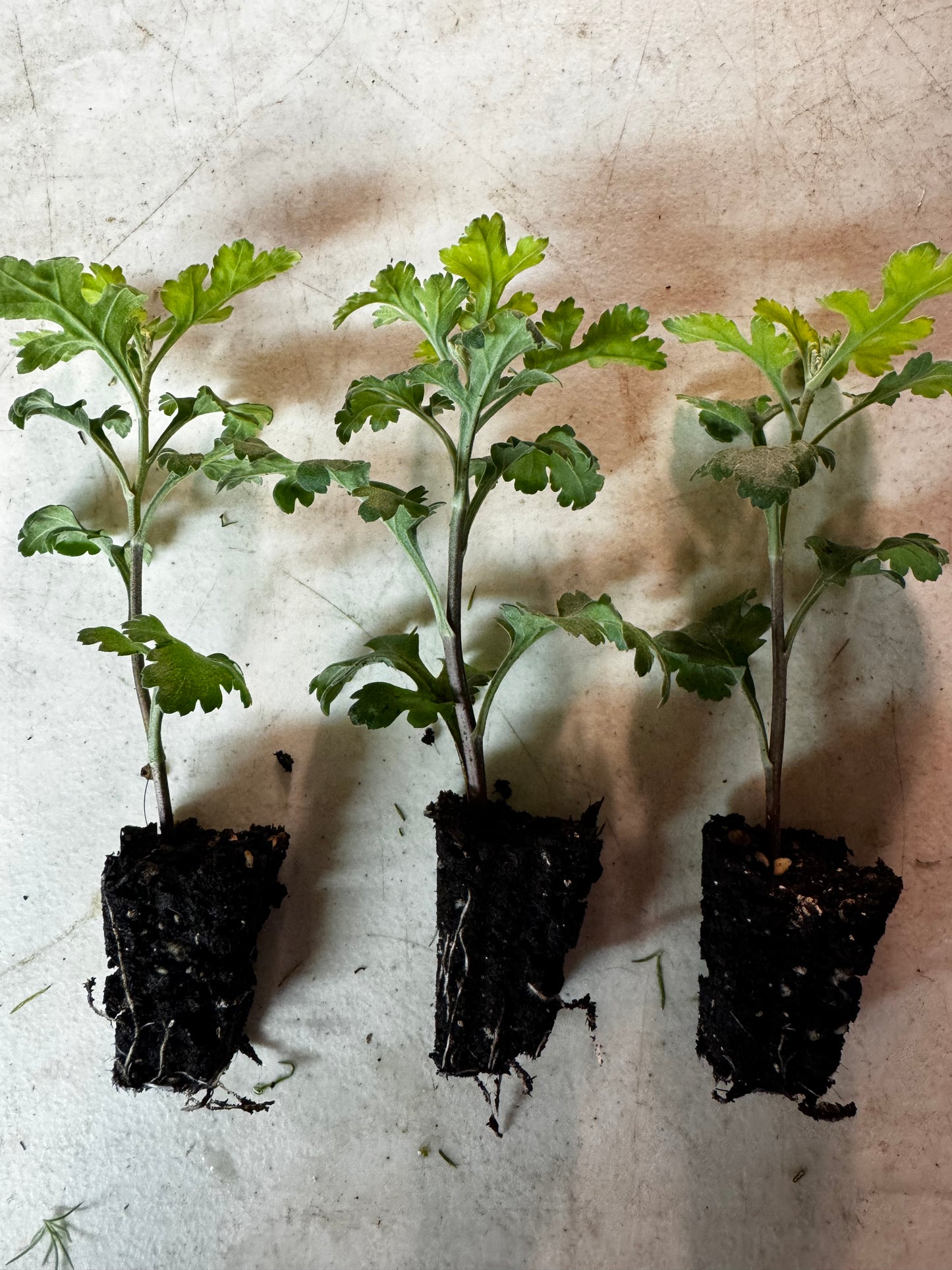 Chrysanthemums (3 rooted cuttings)