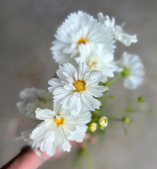 Cosmos - Snowpuff double click (6 seedlings)