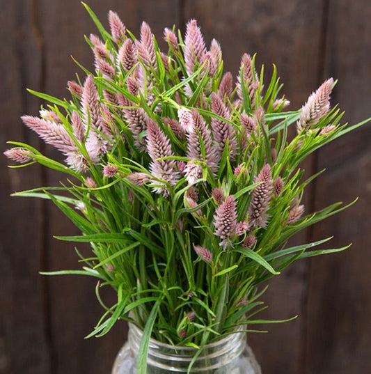 Celosia - Purple Flamingo Feather (6 seedlings)