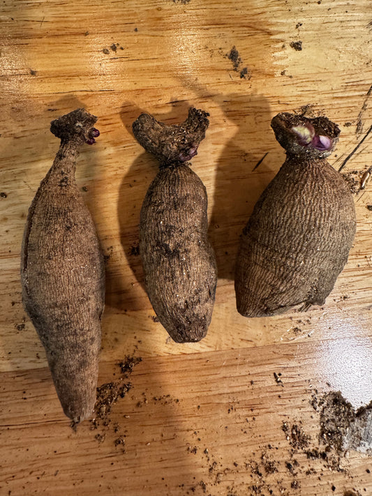 Mystery Dahlias (3 tubers)