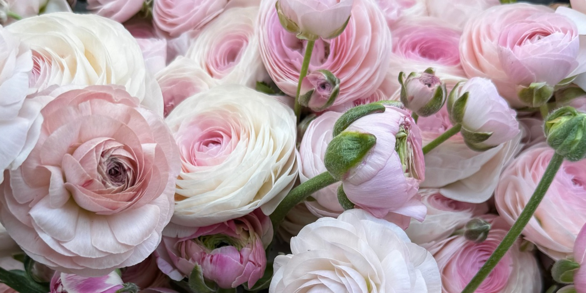 Pastel pink ranunculus