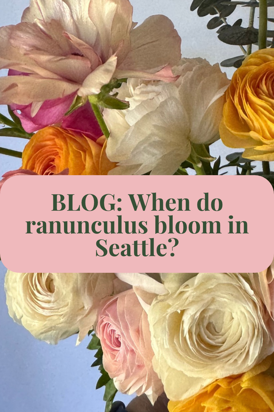 Blog card for When Do Ranunculus Bloom in Seattle, a succession planting update