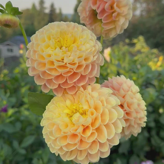 A video of a handful of Crichton Honey dahlias.