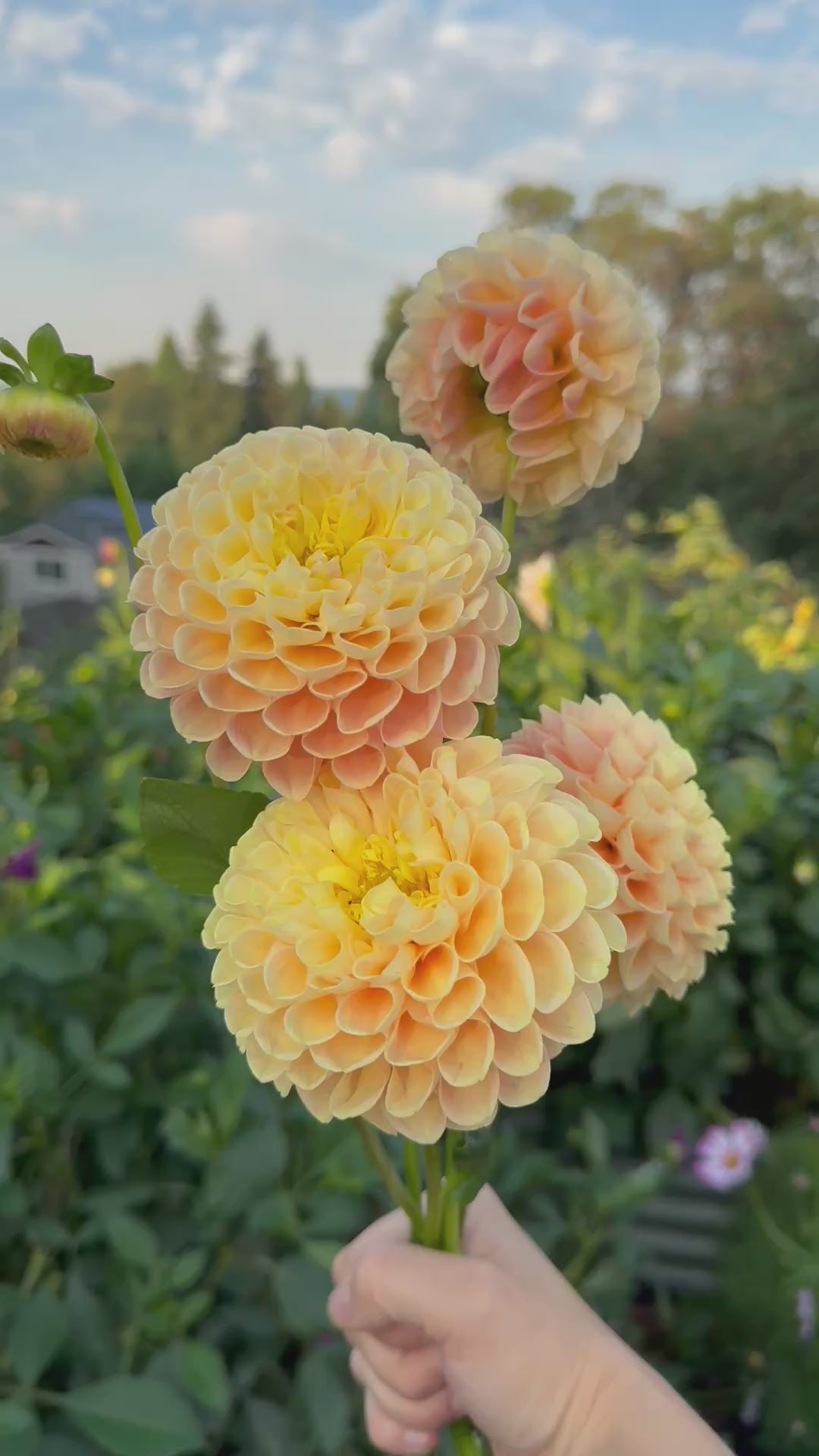A video of a handful of Crichton Honey dahlias.