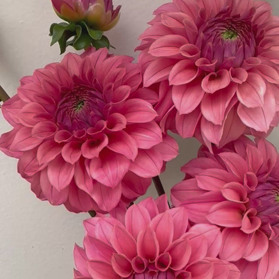 A video of KA’s Keltie Rose dahlias.