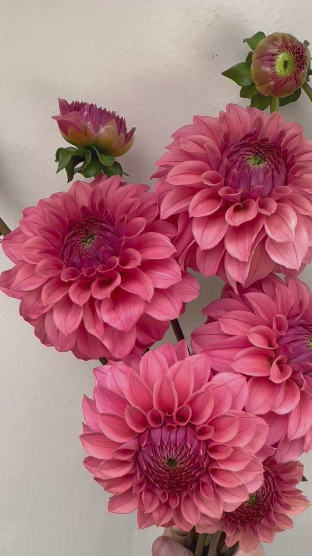 A video of KA’s Keltie Rose dahlias.