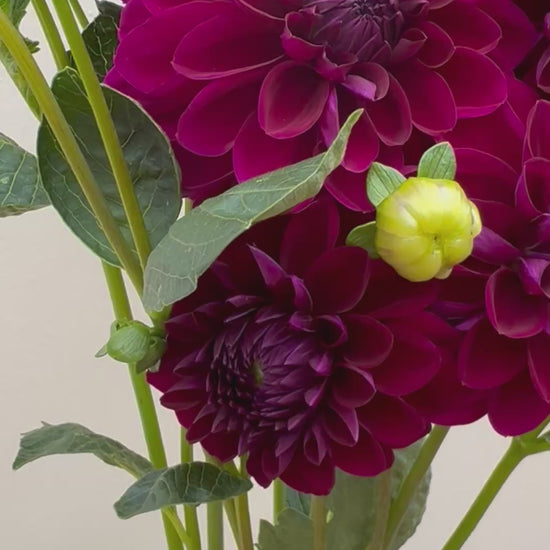 A video of a handful of purple dahlias.