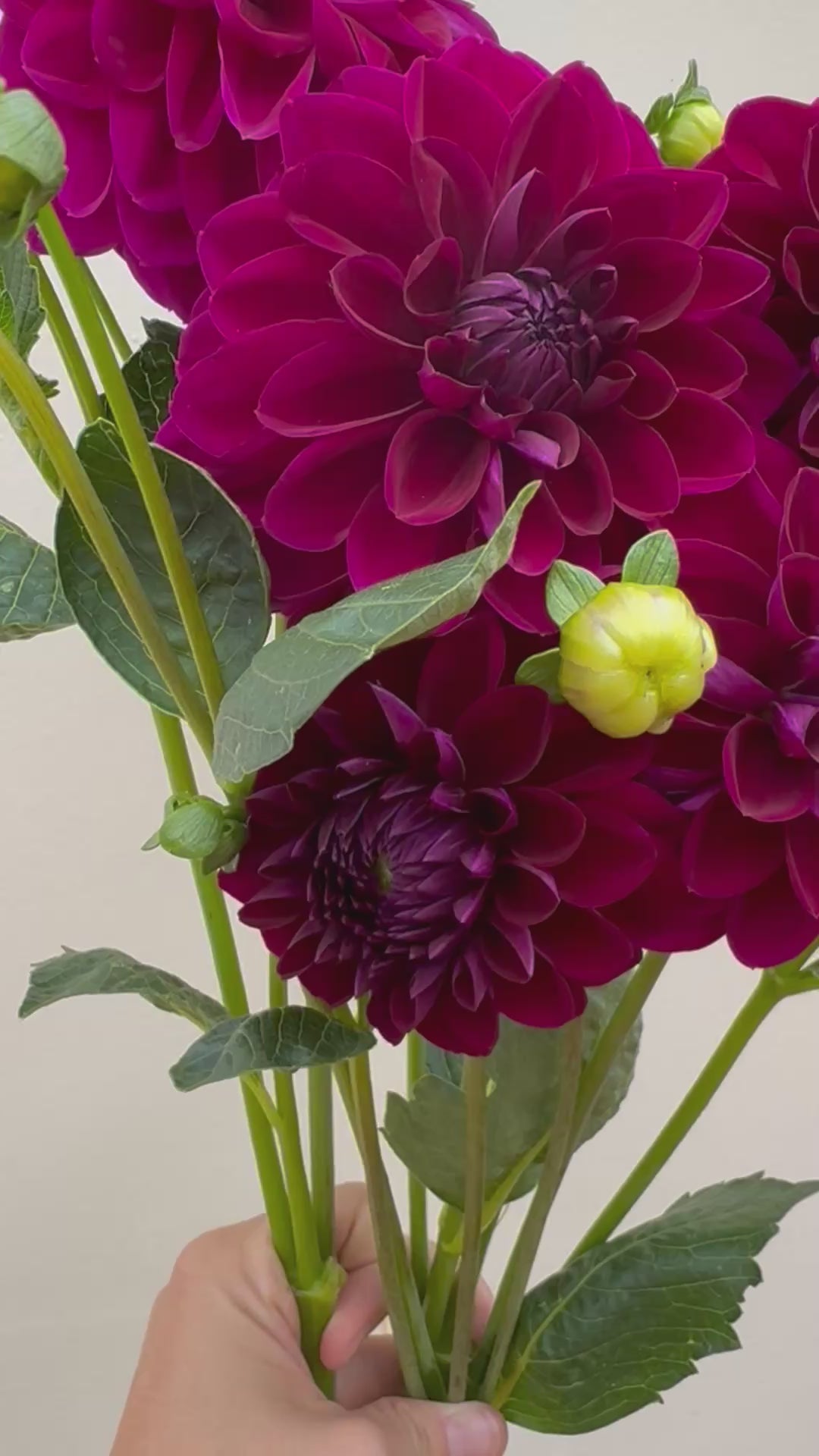 A video of a handful of purple dahlias.