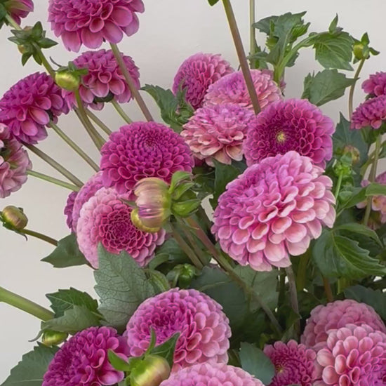 A video of a bouquet of Koko Puff dahlias