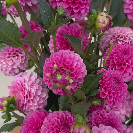 A close-up video of pink Rebecca Lynn dahlias in a white vase on a wooden table.