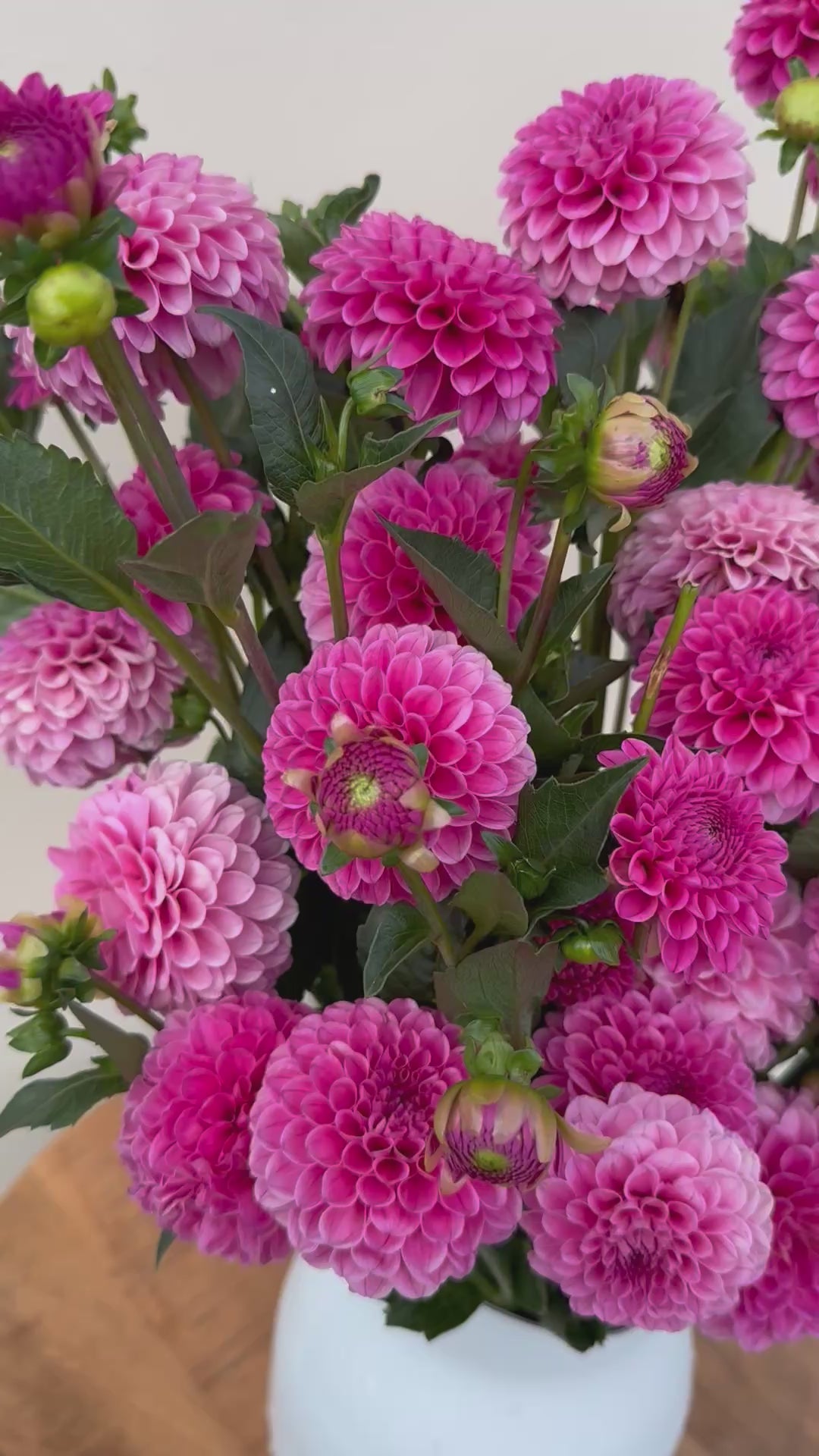 A close-up video of pink Rebecca Lynn dahlias in a white vase on a wooden table.