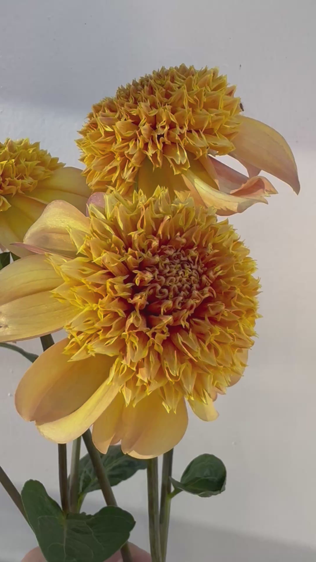 A close-up video of a handful of Sandia Brocade dahlia flowers with gold and coffee-colored petals, surrounded by green foliage.