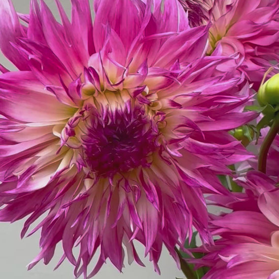 A close-up video of a bouquet of pink Pineland Princess dahlias held by a hand against a neutral background.