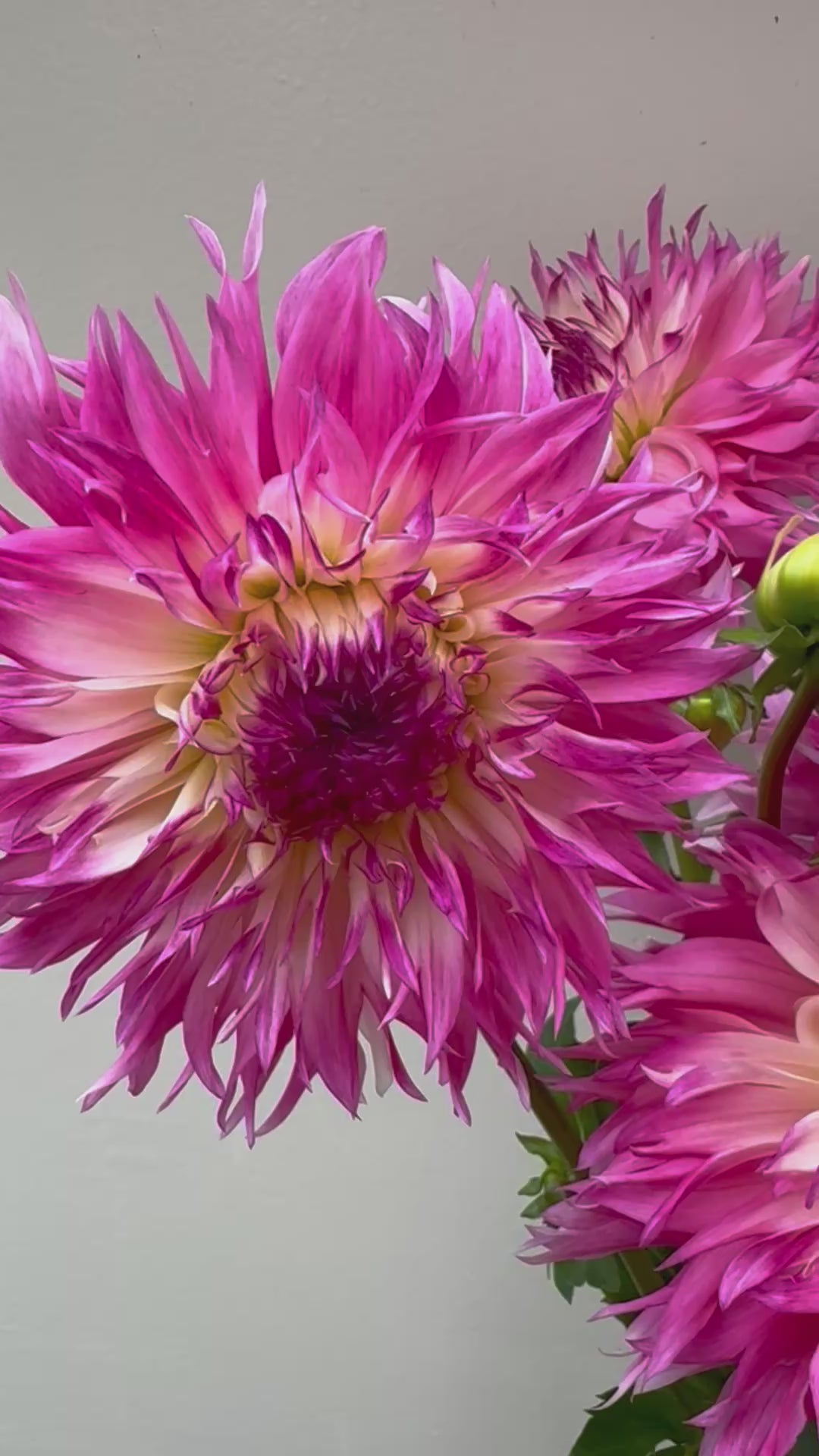 A close-up video of a bouquet of pink Pineland Princess dahlias held by a hand against a neutral background.