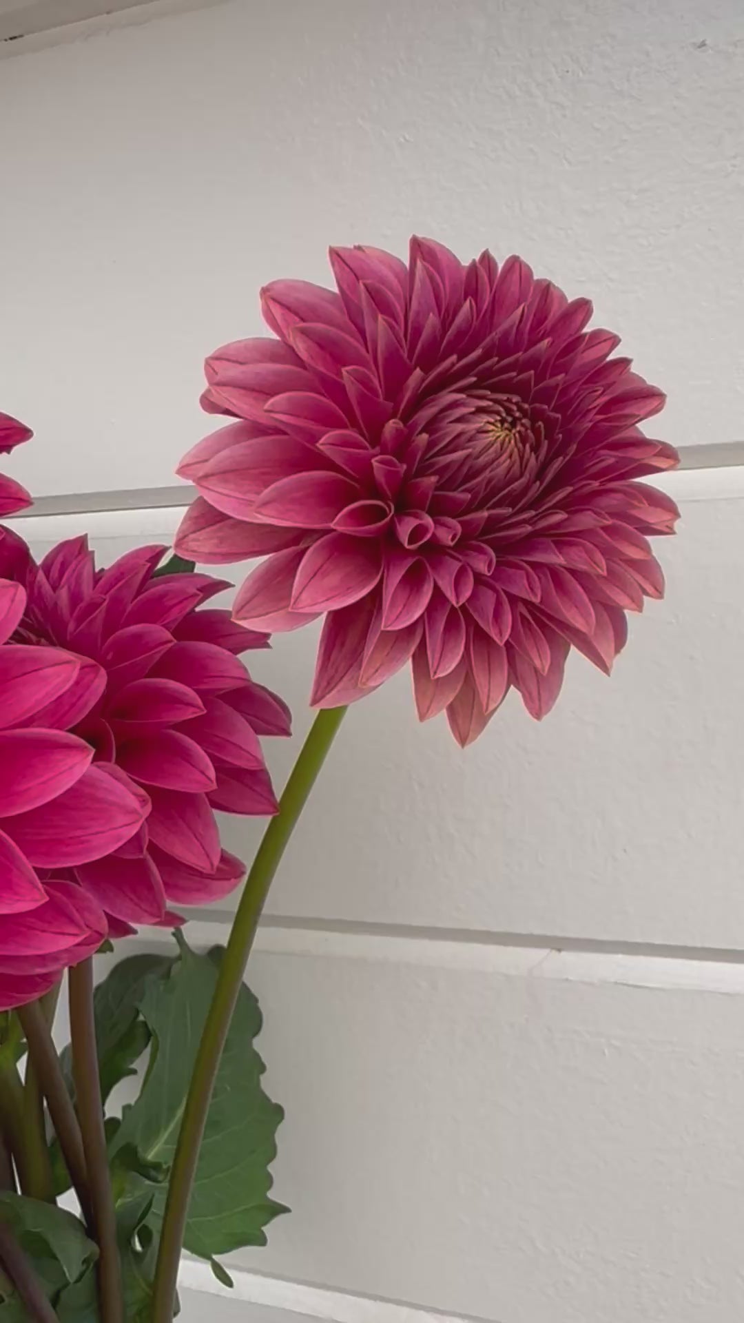 KA® Rosie Jo – West Seattle Flower Farm