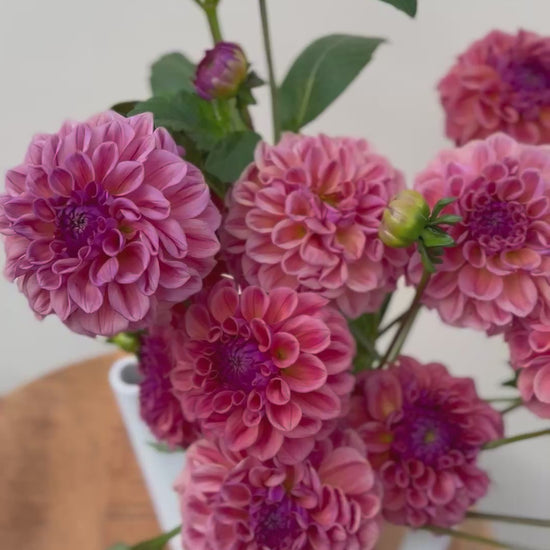 A video of a bouquet of Chewy dahlias.