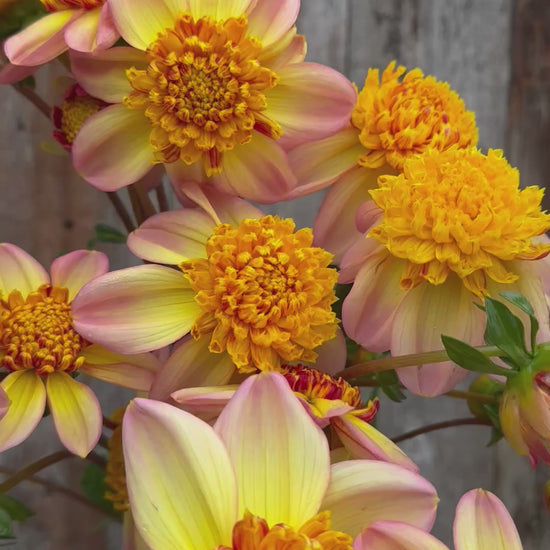 A video of handful of Bloomquist Golden dahlias.