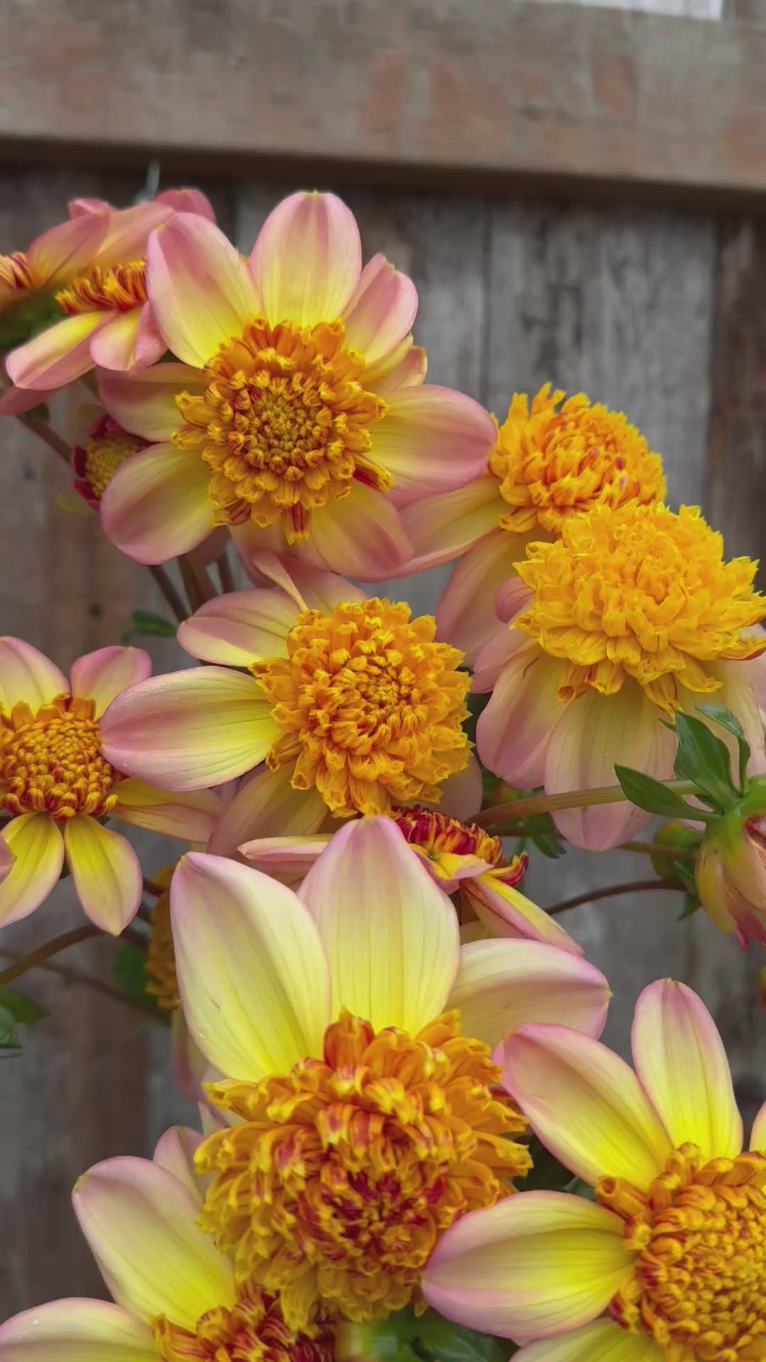 A video of handful of Bloomquist Golden dahlias.