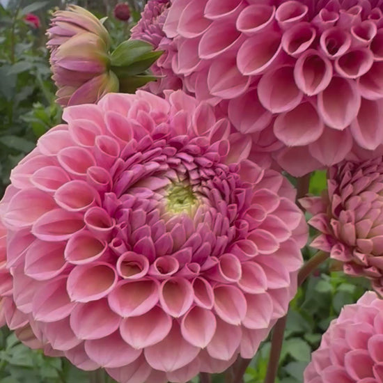 A video of several Bracken Rose dahlias.