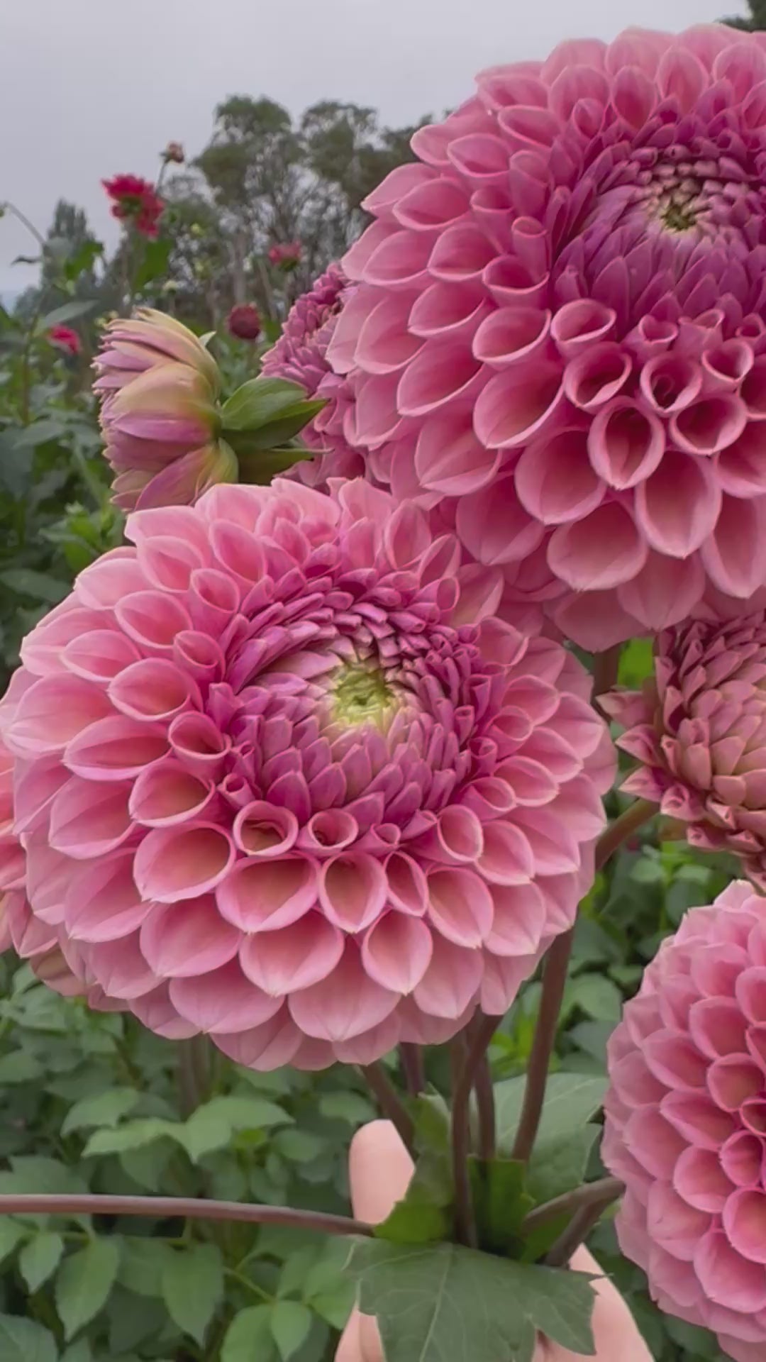 A video of several Bracken Rose dahlias.